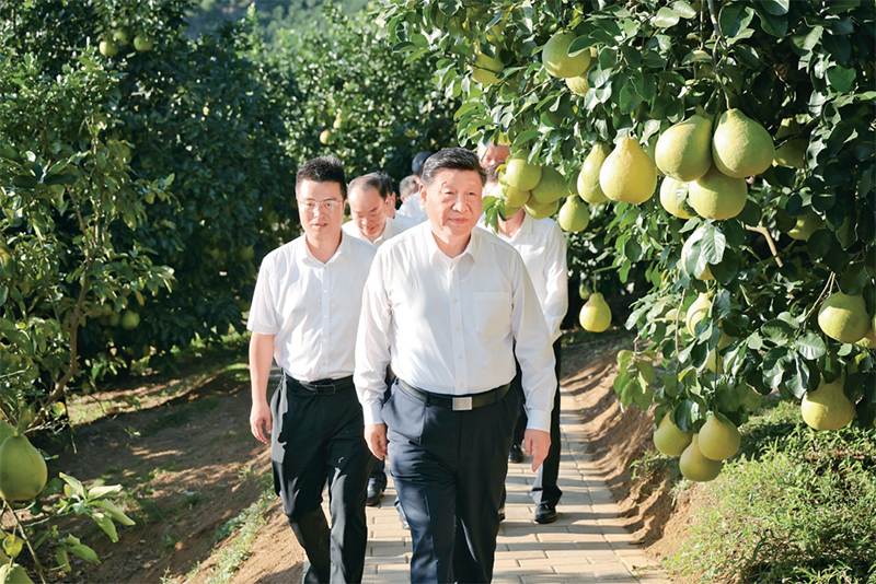 　　2025年11月7日至8日，中共中央總書記、國家主席、中央軍委主席習(xí)近平在廣東考察。這是7日下午，習(xí)近平在梅州市梅縣區(qū)雁洋鎮(zhèn)南福金柚種植基地考察。